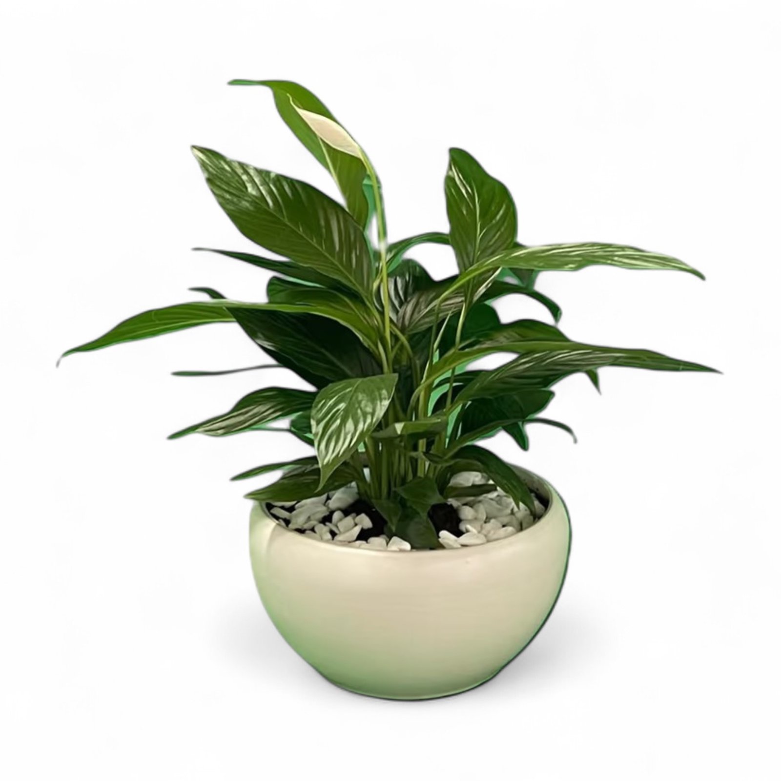 ספטפיליום ענק| ע. 35 ס"מ, גובה כ-70 ס"מ