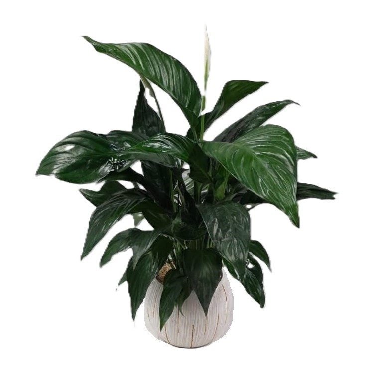 ספטפיליום בכלי מעוצב| גדול ע.15