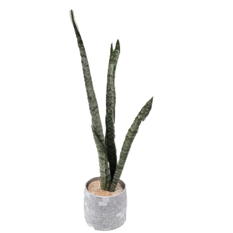 סנסווריה| גדולה ע.15