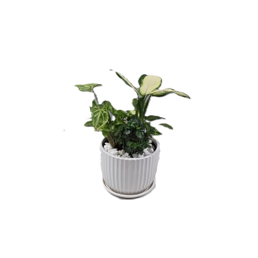 קוקטייל צמחים ירוקים | גדול ע.19