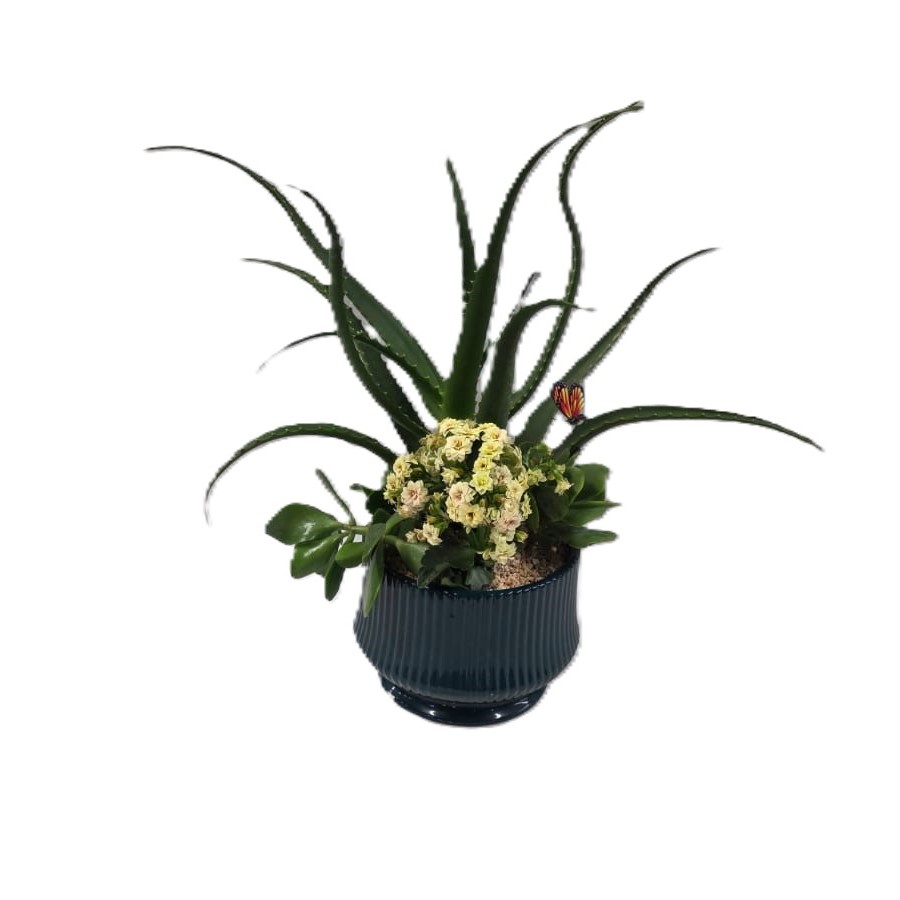 קוקטייל סוקולנטים בינוני| ע. 15