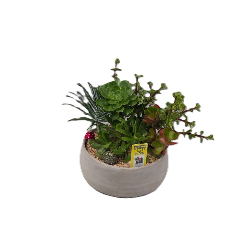 קוקטייל סוקולנטים| גדול