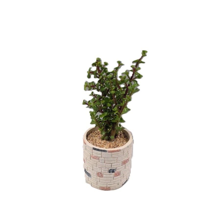 עץ השפע| בינוני ע.12