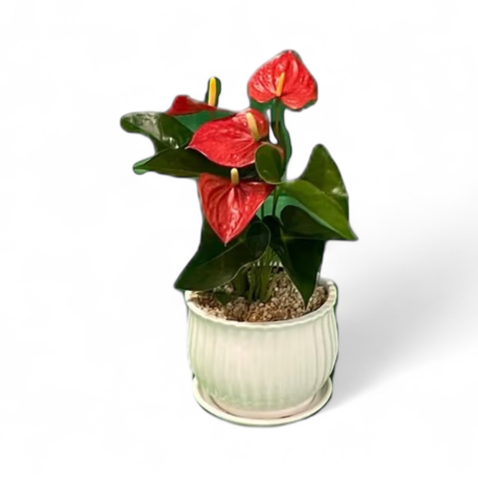 אנטוריום גדול| ע.19