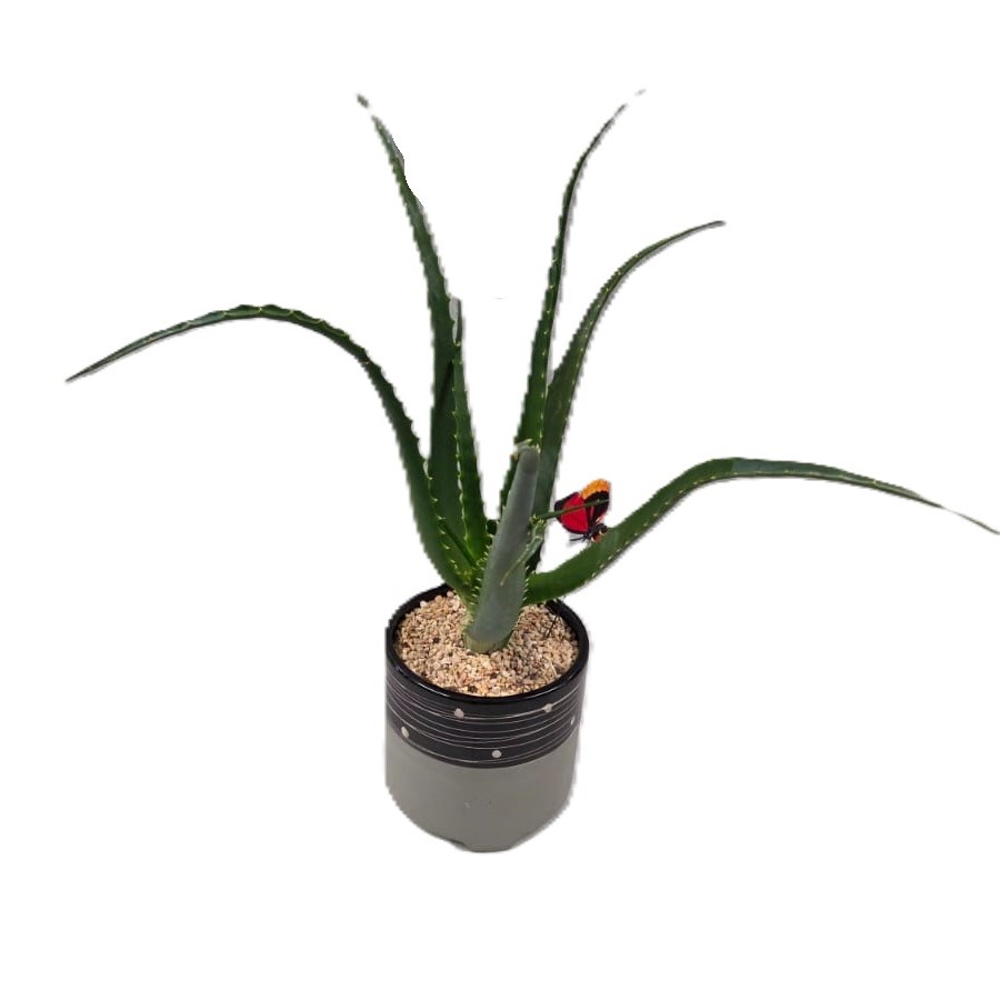 אלוורה | בינוני ע.12