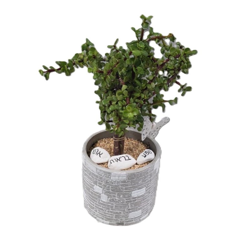 עץ השפע| גדול ע.15