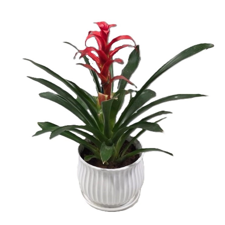 גוזמניה| גדולה ע.19