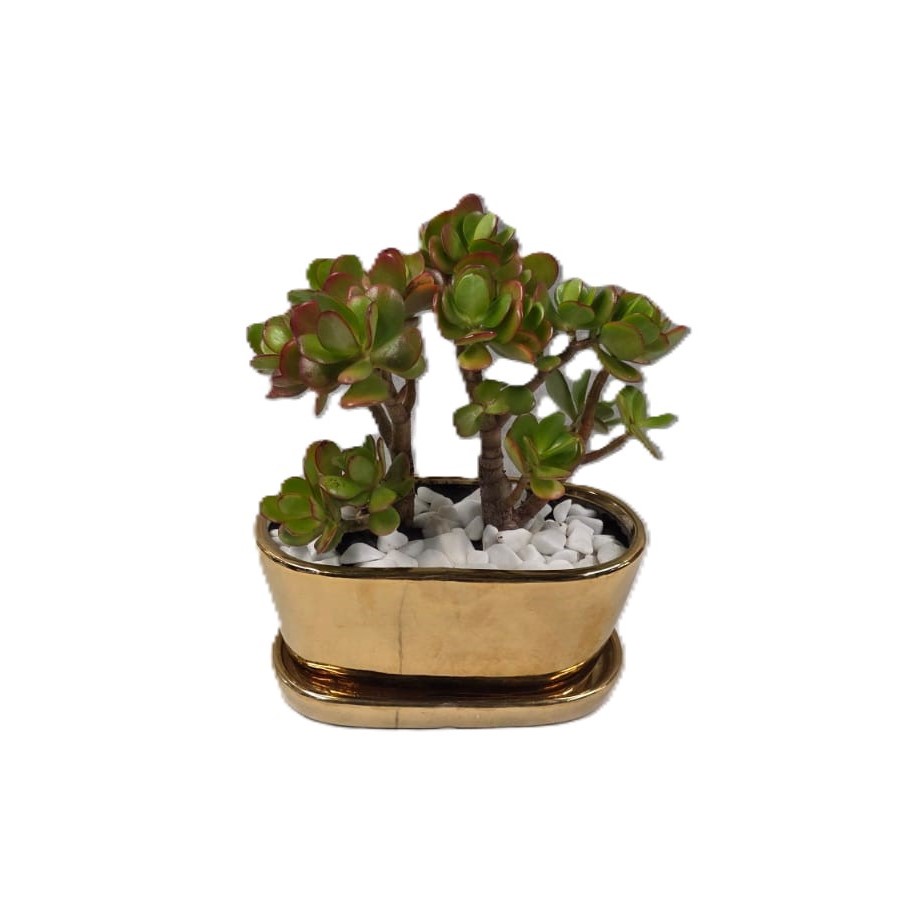 עץ האושר אדמדם אובלי| בינוני