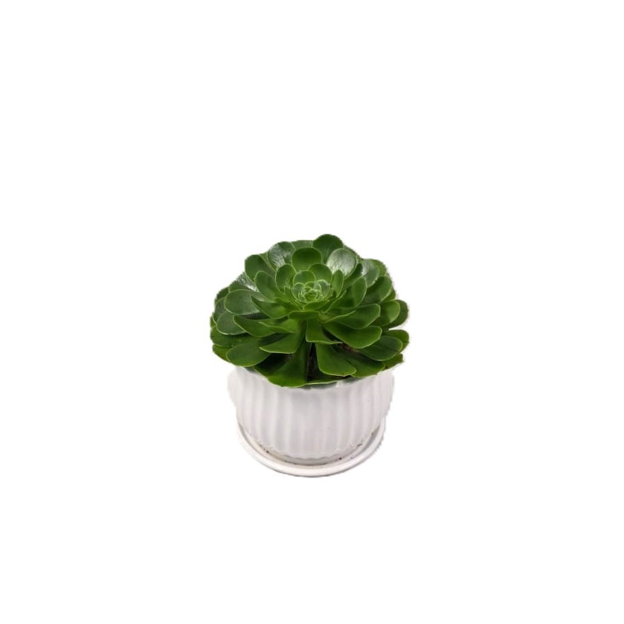 סוקולנט| בינוני ע.12