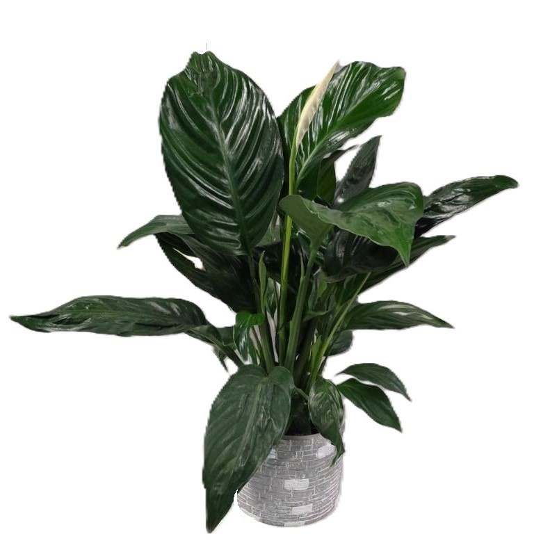 ספטפיליום גדול| ע.15