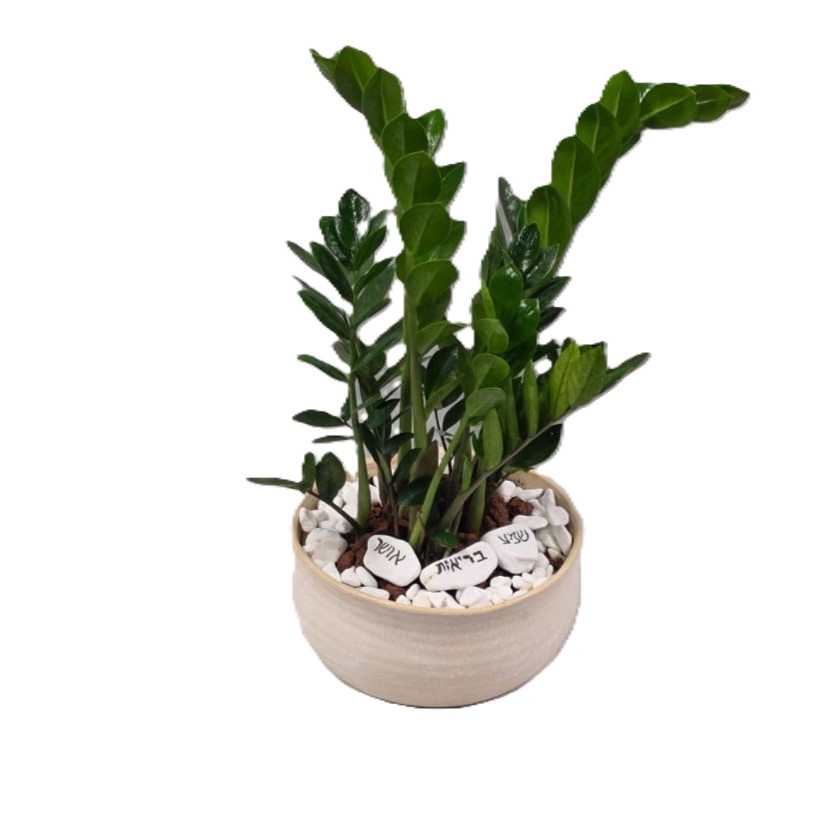 זמיה בכלי חרס מעוצב| ענק