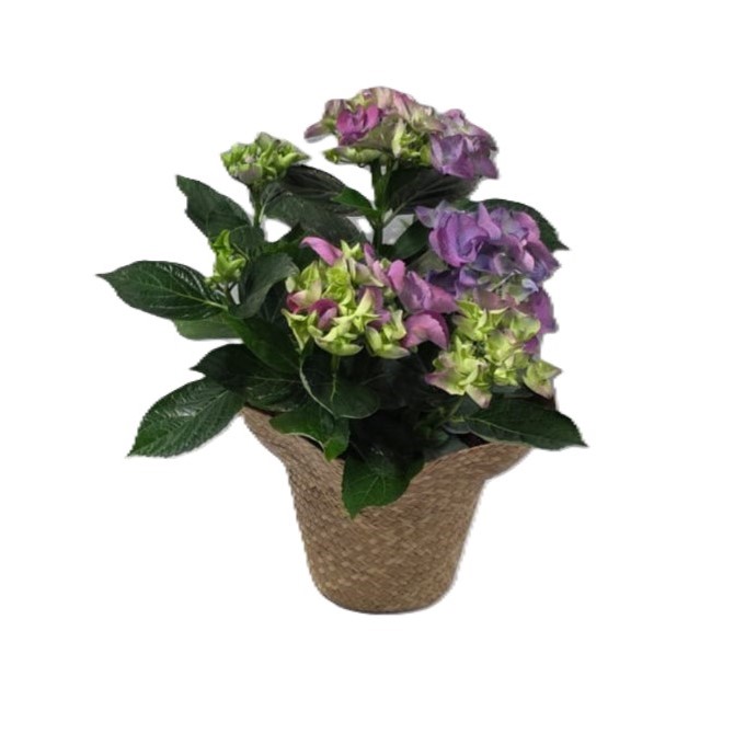 הורטנזיה בכובע קש | גדולה ע.18