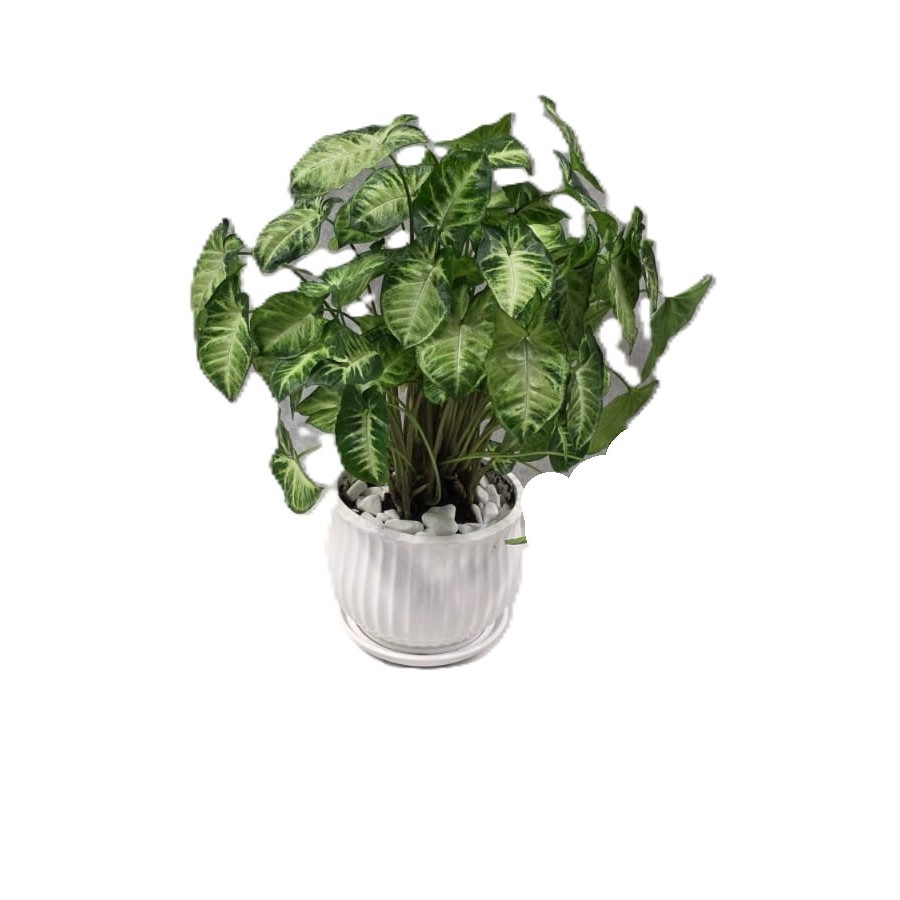 ספטפיליום גדול| ע.15