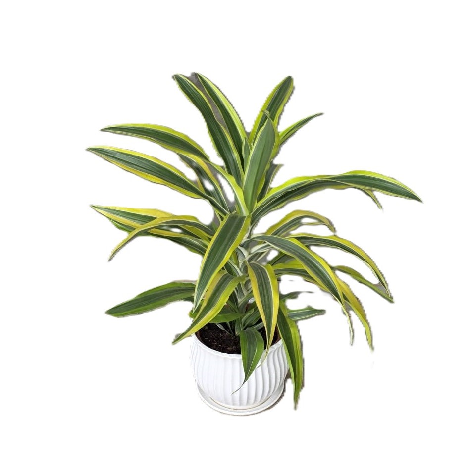 דרצנה| גדול ע.19