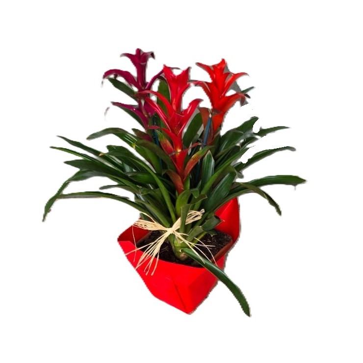 טריו גוזמניה| גדול